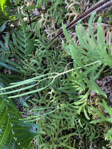 Lycopodium venustulum observed 2025-07-13