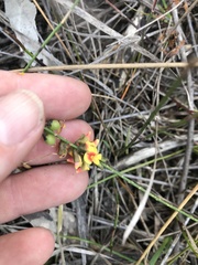 Sphaerolobium vimineum