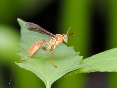Mischocyttarus angulatus