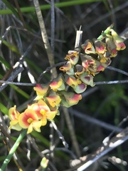 Sphaerolobium vimineum