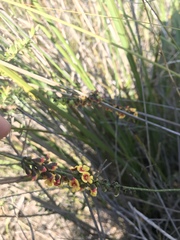 Sphaerolobium vimineum