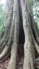 Gallesia integrifolia