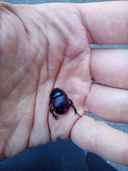 Phelotrupes auratus