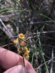 Sphaerolobium vimineum