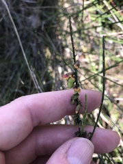 Sphaerolobium vimineum