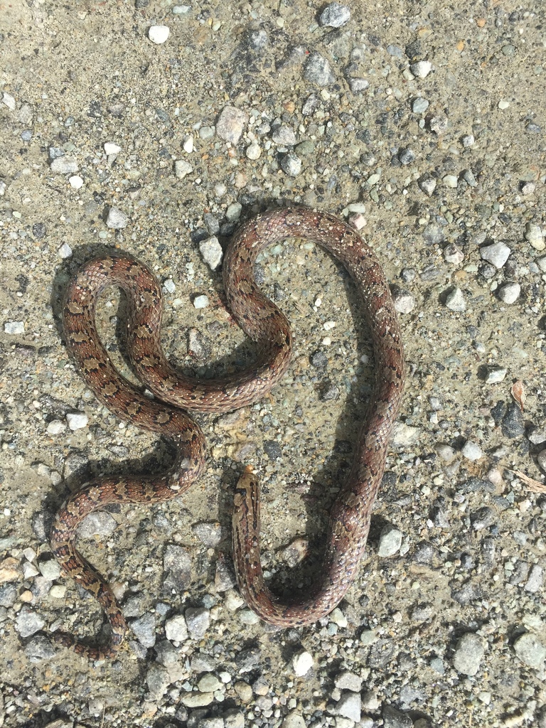 Bella Rat Snake