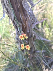 Sphaerolobium vimineum