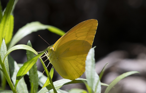 iNaturalist observation photo of Large Orange Sulphur