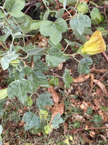 Gossypium tomentosum observed 2025-07-10