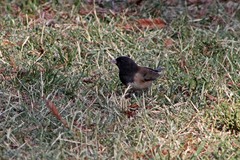Junco hyemalis