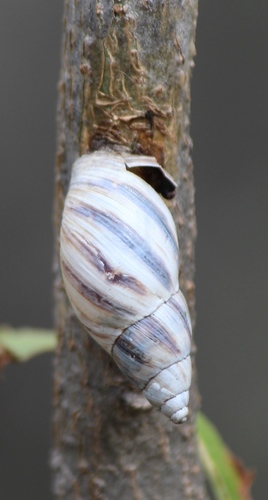 Mesembrinus hegewischi