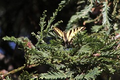 Papilio rutulus