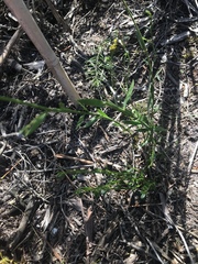 Comesperma calymega