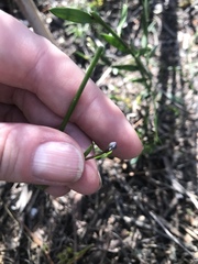 Comesperma calymega