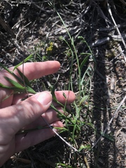 Comesperma calymega