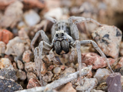 Alopecosa marikovskyi