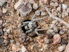 Alopecosa marikovskyi