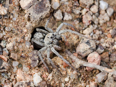 Alopecosa marikovskyi