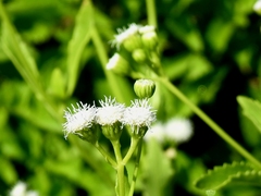 Ageratum littorale