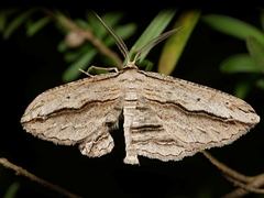 Euphronarcha luxaria