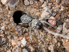 Alopecosa marikovskyi