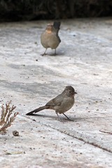 Melozone crissalis