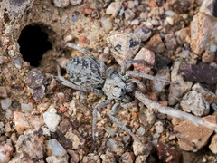 Alopecosa marikovskyi