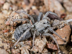 Alopecosa marikovskyi