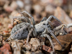 Alopecosa marikovskyi