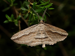 Euphronarcha luxaria