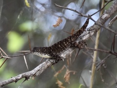 Anolis jubar oriens