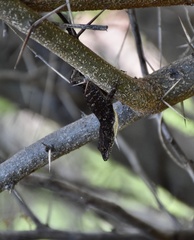 Anolis jubar oriens