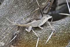 Anolis jubar oriens