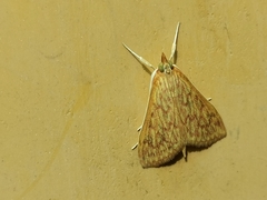 Ecpyrrhorrhoe damastesalis