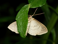 Scopula perlata