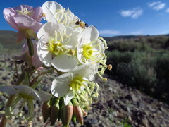 Chylismia claviformis integrior