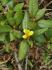 Rhododendron aureum