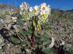 Chylismia claviformis integrior