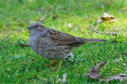 Dağbülbülü
