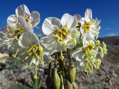 Chylismia claviformis integrior