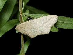 Scopula perlata