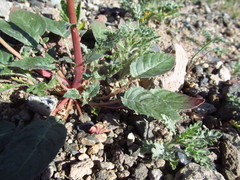 Chylismia claviformis integrior