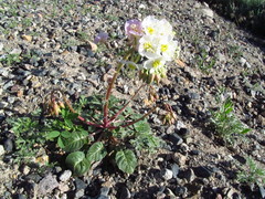 Chylismia claviformis integrior