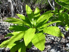 Pouteria campechiana