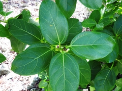Ficus crassinervia