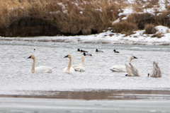 Cygnus columbianus columbianus