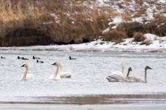 Cygnus columbianus columbianus