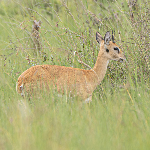 Sudan Oribi