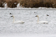 Cygnus columbianus columbianus