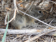 Xerospermophilus spilosoma